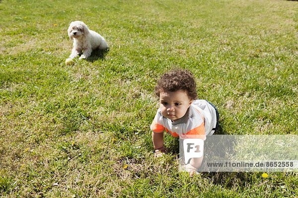 Child crawling on grass dog in background
