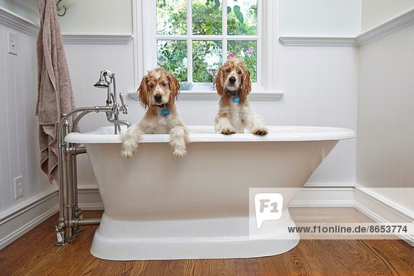 Puppies inside bathtub