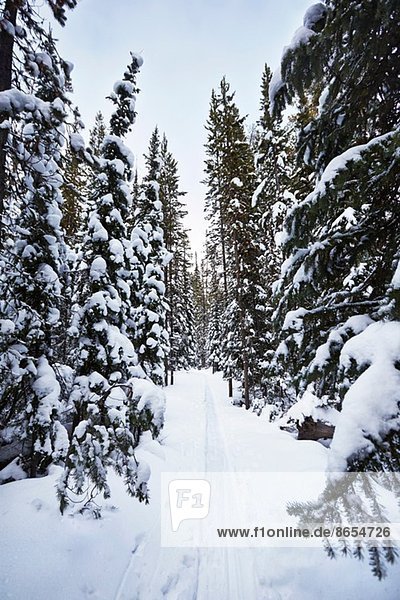 Snow covered fir trees  Colter Bay  Wyoming  USA