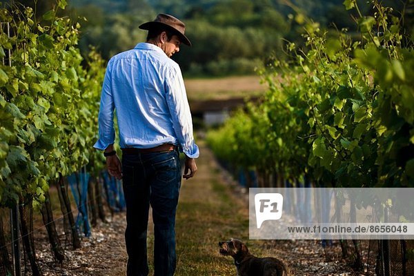 Mid adult man and dog monitoring wine and champagne vines  Cottonworth  Hampshire  UK