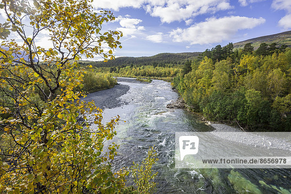 Herbstlich gefärbte Birken am Abiskojåkka Fluss  Abisko-Nationalpark  Norrbottens län  Schweden