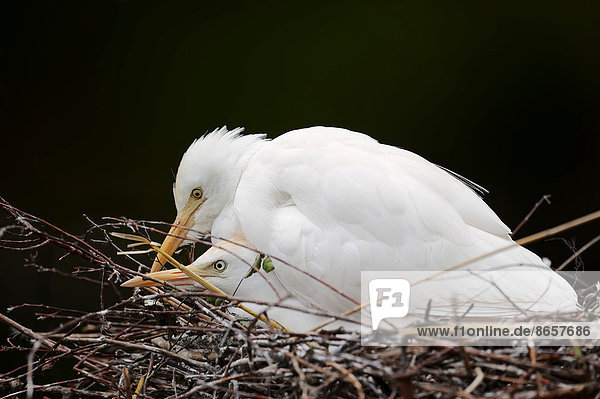 Kuhreiher (Bubulcus ibis) Paar kopulierend im Nest Frankreich