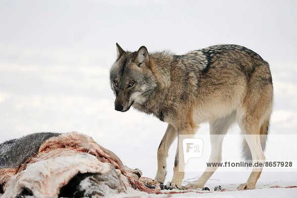 Europäischer Wolf oder Eurasischer Wolf (Canis lupus lupus) an Kadaver im Winter captive Nordrhein-Westfalen Deutschland
