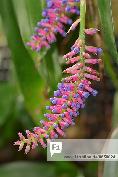 Bromelie (Aechmea gamosepala) Blüten Vorkommen in Brasilien