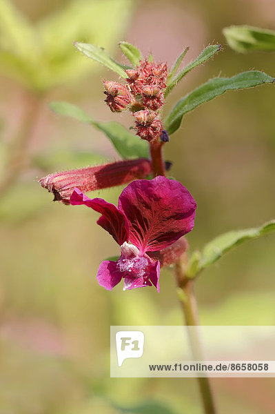 Köcherblümchen (Cuphea procumbens)  Blüte  Vorkommen in Südamerika