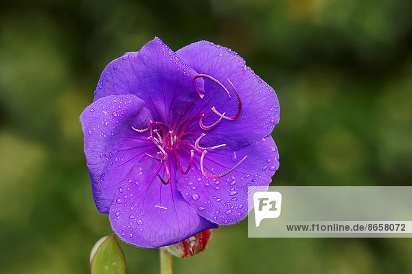 Prinzessinenblume oder Thunbergie (Tibouchina urvilleana) Blüte Vorkommen in Brasilien