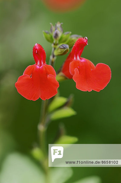 Johannisbeersalbei Johannisbeer-Salbei (Salvia microphylla) Blüten Vorkommen in Nordamerika