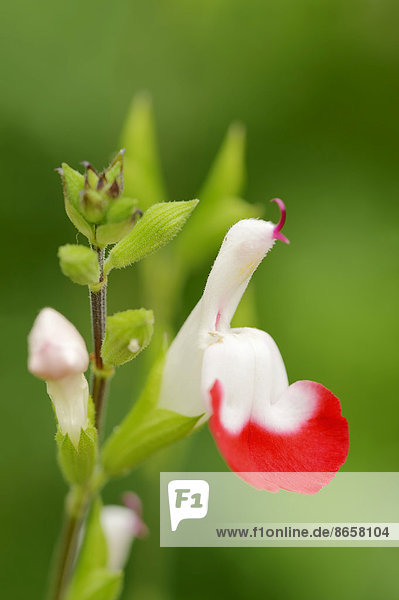 SignalflaggenSalbei oder JohannisbeerSalbei Hot Lips Salvia