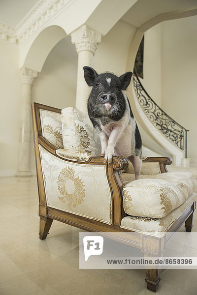 A miniature pot bellied pig sitting on his haunches on an antique chair with thick cushions  in a large elegantly furnished mansion in Texas.