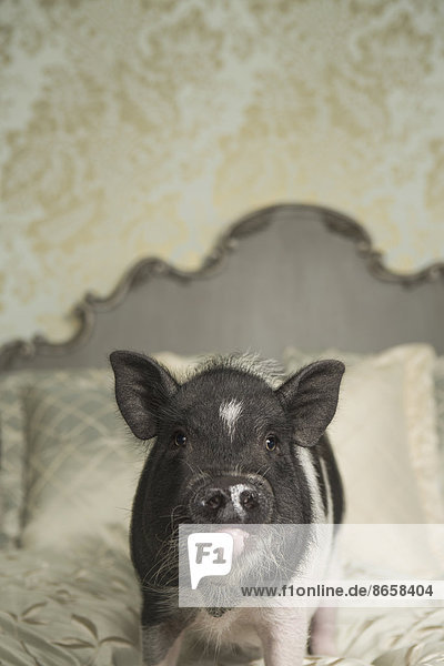 A pot bellied pig on a large bed with carved headboard and pillows  in a large mansion  an elegant home. A domestic pet.
