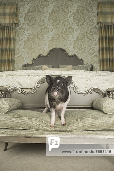 Ein Hängebauchschwein  das auf einem niedrigen Tisch in einem Hauptschlafzimmer vor einem großen Bett mit flauschigen Decken und geschnitztem Kopfteil steht.