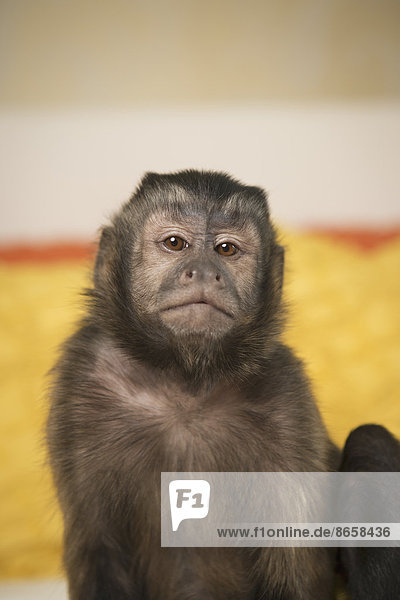 A capuchin monkey seated on a bed in a bedroom.
