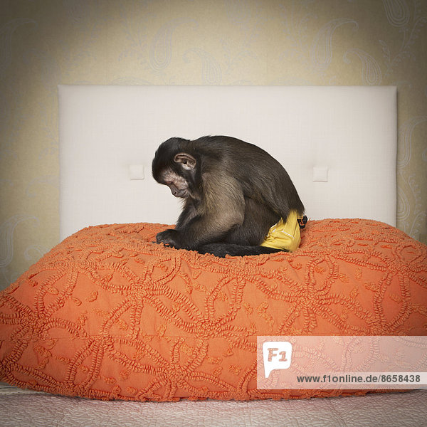 Ein Kapuzineraffe  der auf einem Bett in einem Schlafzimmer sitzt. Eine orangefarbene Decke.