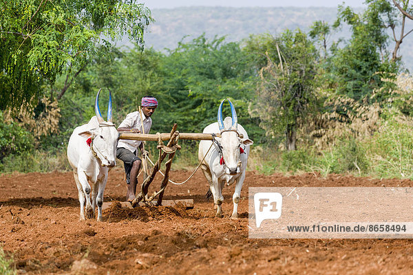 A farmer is ploughing a field  with white oxen pulling the plough  Aihole  Karnataka  India