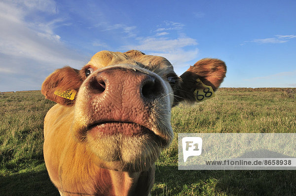 Neugierige Kuh bei Birsay  Mainland  Orkney  Schottland  Großbritannien
