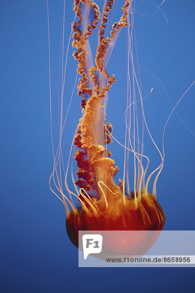 Black sea nettle jellyfish  Chrysaora fuscescens scyphozoa  underwater in the Monterey Bay Aquarium.