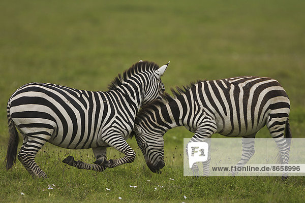 Zebrakämpfe im Flachland  Ngorongoro-Schutzgebiet  Tansania
