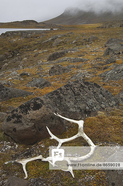 Geweih auf den moosbedeckten Felsen in Svalbard  Norwegen.