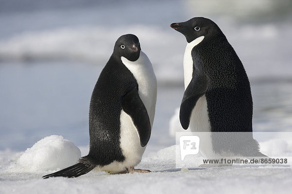 Ein Paar Adelie-Pinguine im Licht des späten Nachmittags in der Antarktis.