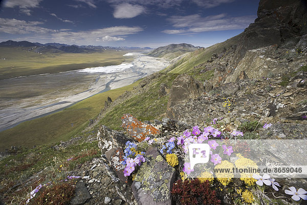 Die winterharten arktischen Wildblumen wachsen nur wenige Zentimeter hoch  um die Exposition gegenüber den feuchtigkeitsraubenden Winden zu verringern  Arctic National Wildlife Refuge.
