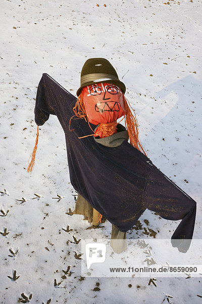 Scarecrow looking up  in the snow  Billwerder  Hamburg  Hamburg  Germany
