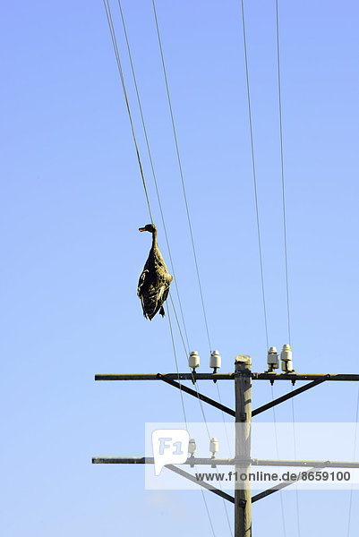 Dead duck hanging on a power line  wildlife accident  Free State Province  South Africa