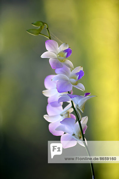 Orchidee (Orchidaceae)  Zentralthailand  Thailand