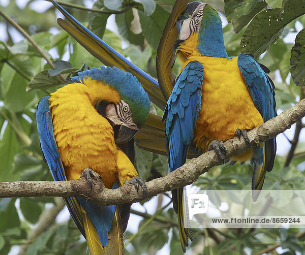 Blau-gelbe Aras  Pantanal  Brasilien
