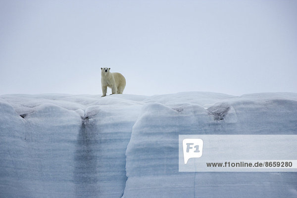 Ein Eisbär  Ursus maritimus  steht auf einer Eisklippe.