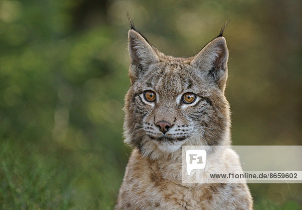Eurasischer Luchs oder Nordluchs (Lynx lynx)  captive  Tschechien