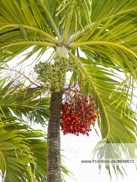 Pfirsichpalme (Bactris gasipaes) mit Früchten  St. Lucia  Inseln über dem Winde  Kleine Antillen