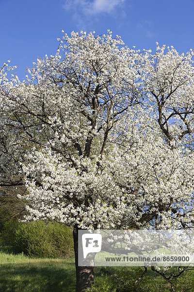 Blühender Kirschbaum  Frühling  Nordtirol  Österreich