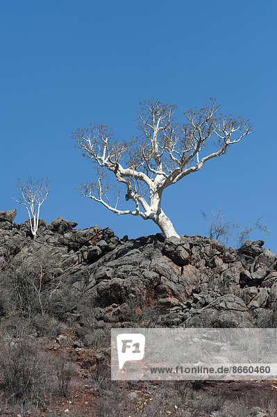 Blattloser Baum auf einem Felsgrat Region Kunene Namibia