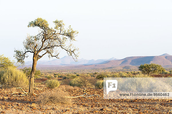 Ein einzelner Baum steht in einer trockenen  weiten Landschaft in der Region Kunene  Namibia