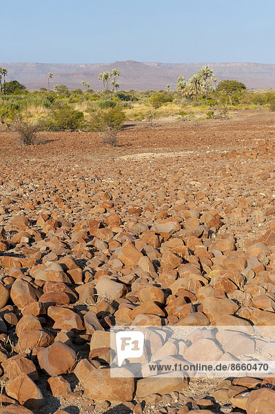 Trockene Landschaft bei Palmwag  Region Kunene  Namibia