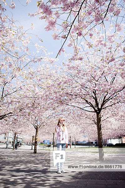 Stockholm  Hauptstadt  sprechen  blühen  Baum  unterhalb  Telefon  Kirsche  Mädchen  Handy  Schweden