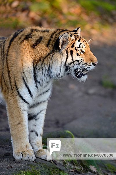 Raubkatze  Tiger  Panthera tigris  Sonnenuntergang  Landschaftlich schön  landschaftlich reizvoll