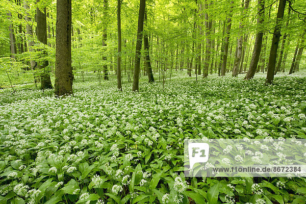 Rotbuchenwald (Fagus sylvatica) mit blühendem Bärlauch (Allium ursinum)  Nationalpark Hainich  Thüringen  Deutschland