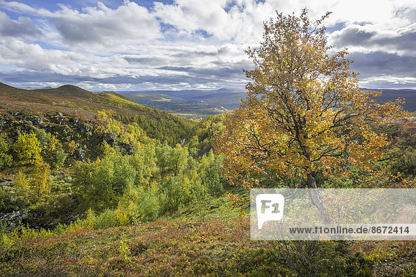 Flusstal und Birke in Herbstfarben  Vindelfjällen  Västerbottens län  Schweden