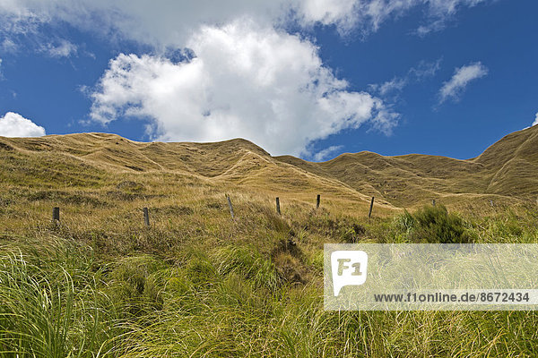 Hügellandschaft bei Mahia  Mahia Halbinsel  Region Hawkes Bay  Nordinsel  Neuseeland