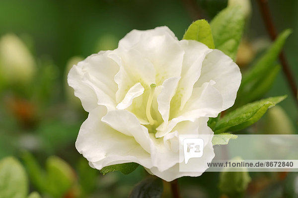 Azalee (Azalea spec.) Blüte Deutschland