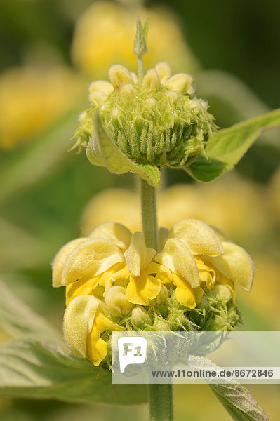 Gelbes Brandkraut oder RusselBrandkraut Phlomis russeliana , Blüten