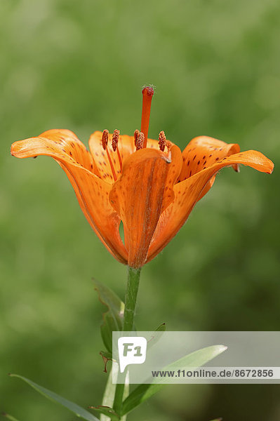 Feuer-Lilie (Lilium bulbiferum) Blüte Deutschland