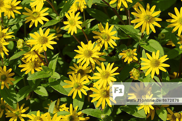 Husarenknopf oder Husarenknöpfchen (Sanvitalia procumbens) Vorkommen in Mexiko