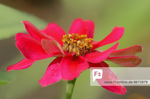 Zinnie (Zinnia elegans Zinnia violacea) Blüte Deutschland