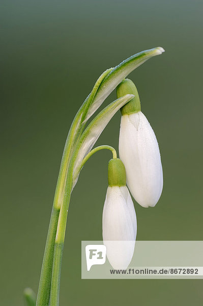 Kleines Schneeglöckchen oder Gewöhnliches Schneeglöckchen (Galanthus nivalis) Blüten Nordrhein-Westfalen Deutschland