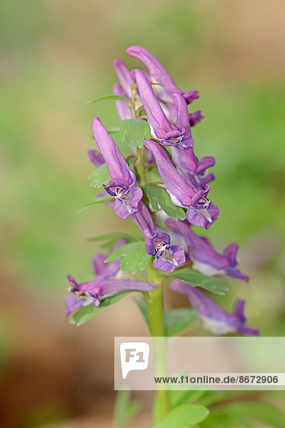Gefingerter Lerchensporn oder Finger-Lerchensporn (Corydalis solida) Nordrhein-Westfalen Deutschland