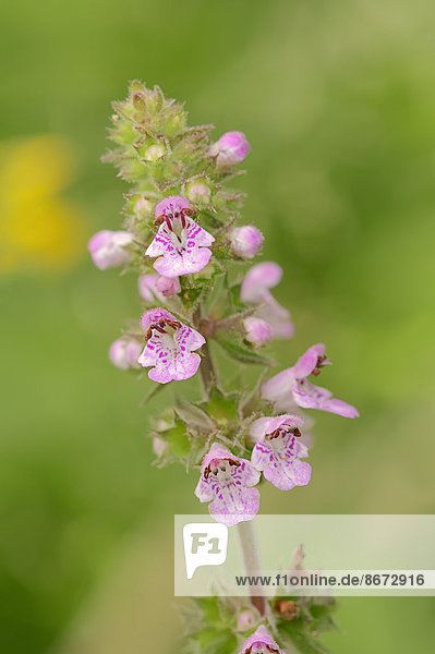 Sumpf-Ziest (Stachys palustris) Nordrhein-Westfalen Deutschland