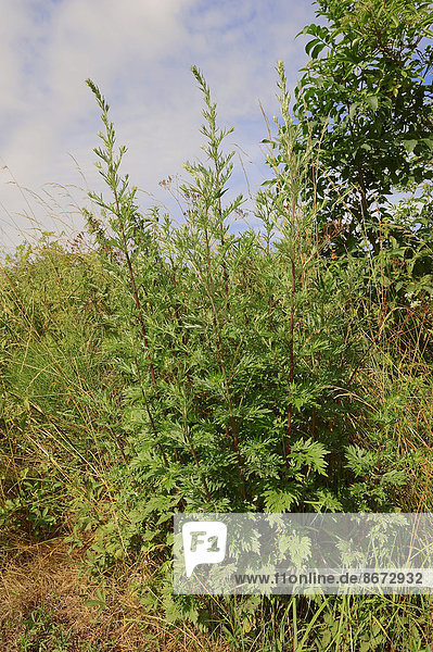 Gewöhnlicher Beifuß (Artemisia vulgaris) Nordrhein-Westfalen Deutschland