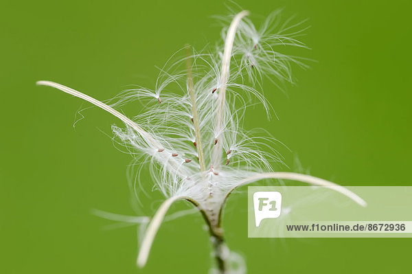 Kleinblütiges Weidenröschen (Epilobium parviflorum) Flugsamen Nordrhein-Westfalen Deutschland